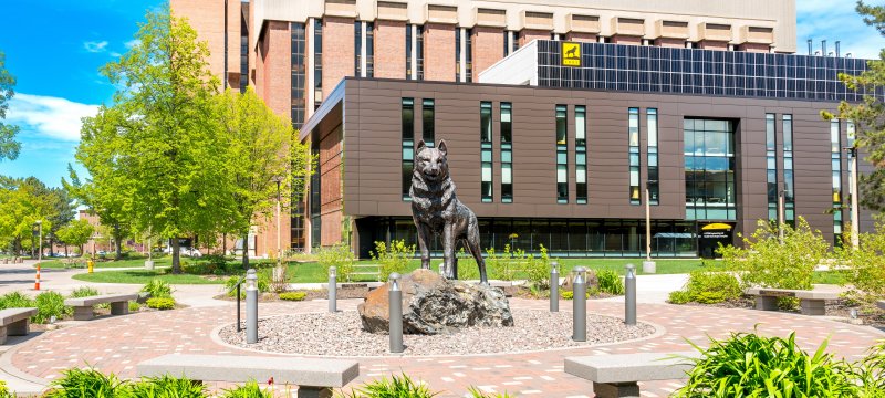 Husky Statue in front of the new H-STEM building.