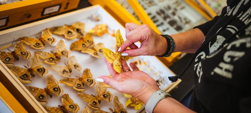 Scientist's hands holding a large moth in front of several insect specimen cases.