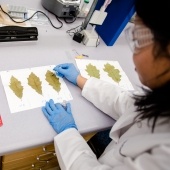 Researcher taking a piece for view under a microscope from leaf samples on a sheet