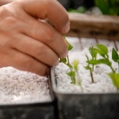 A researcher taking a sample from a sapling