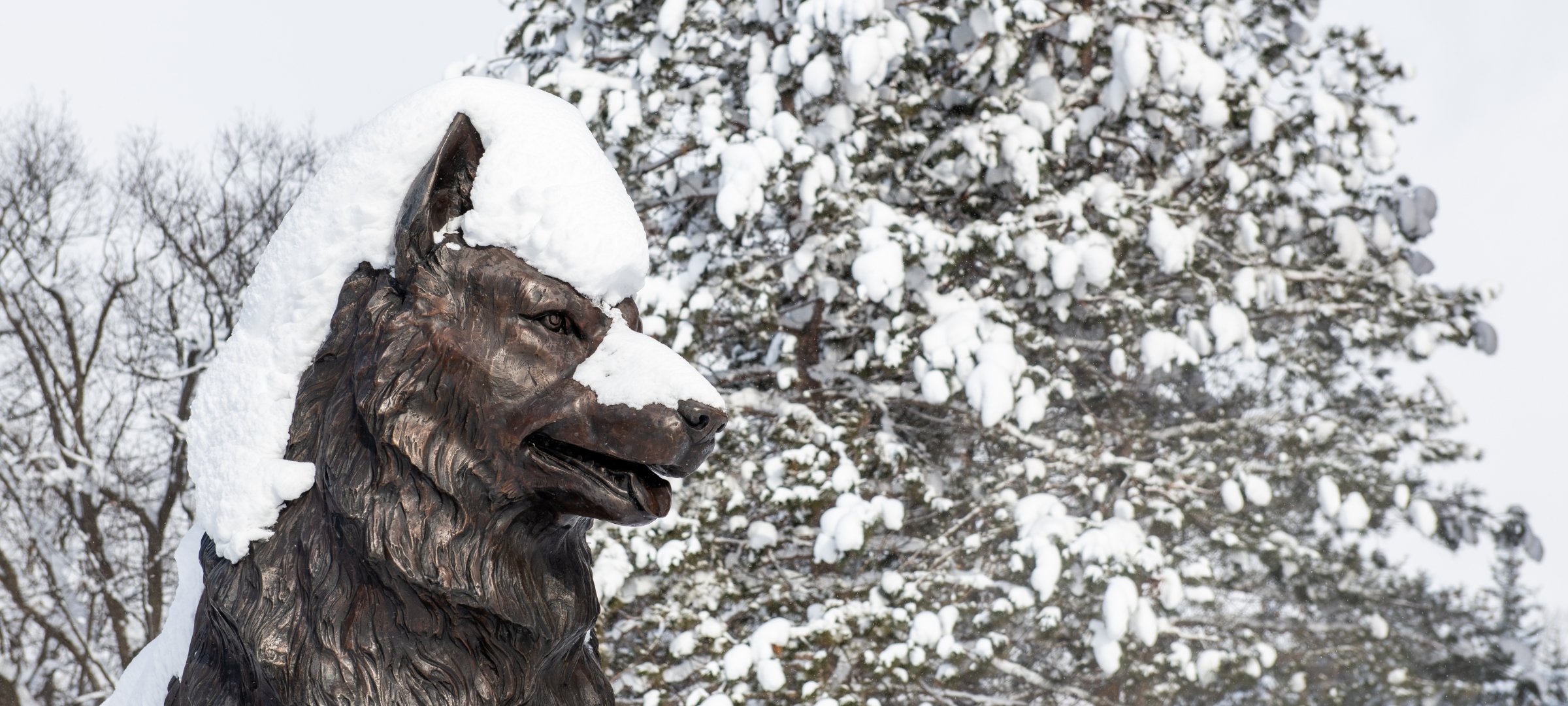 Husky statue with alot of snow on top